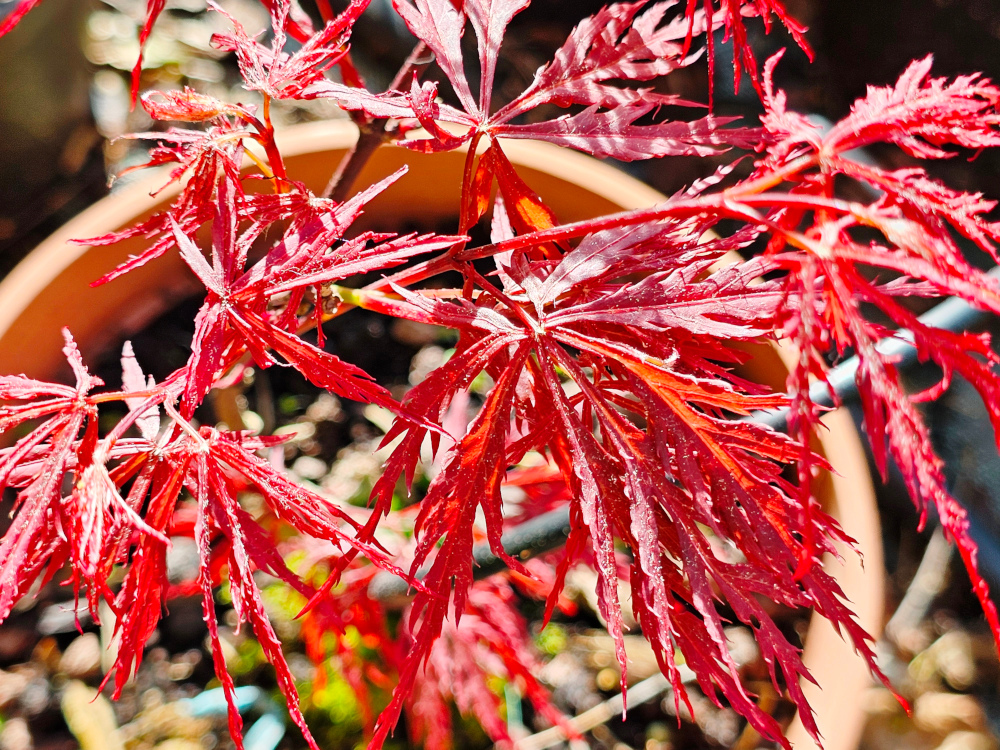Acer palmatum 'Dissectum Garnet': Port en cascade; un des plus grands arbustes du groupe Dissectum, atteignant 4-5 m de haut et aussi large. Les feuilles sont, pourpre sombre-rouge grenat, légèrement moins incisées que dans 'Crimson Queen'. C3L à 35€. HORT'IS VIRIDIOS