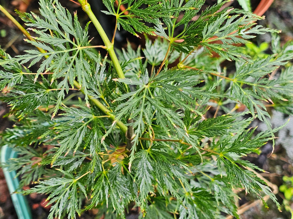 Acer palmatum 'Dissectum Green Globe ': Erable à port en boule, retombant en cascade. avec des branches pendantes d'environ 3 m de haut. par 3 m en larg. Feuillage ciselé fidèle au groupe Dissectum, rose-bronze au printemps, vert en été. C3L à 35€. HORT'IS VIRIDIOS