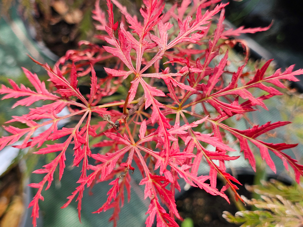 Acer palmatum 'Dissectum 'Inaba Shidare': Petit arbre caduc au port cascade (trad. Shidare') d'environ 3m de circonférence. Feuillage profondément découpé,  rouge pourpré au printemps, violacé en été pour finir devient rouge feu à l'automne. C3L à 35€.  HORT'IS VIRIDIOS