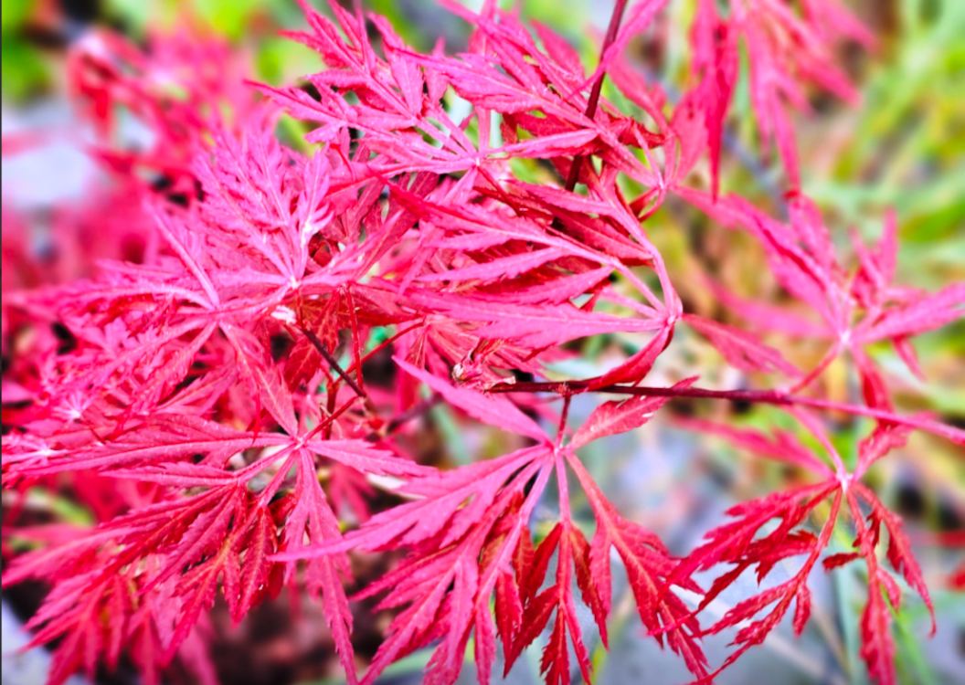 Acer palmatum 'Dissectum 'Orangeola': Petit arbuste pleureur assez volumineux, d’une hauteur supérieure à 2 m. Les feuilles sont légèrement sectionnées, orange à l’état juvénile, puis jaune grisâtre à maturité, persistant jusqu’en décembre. C3L à 35€. HORT'IS VIRIDIOS