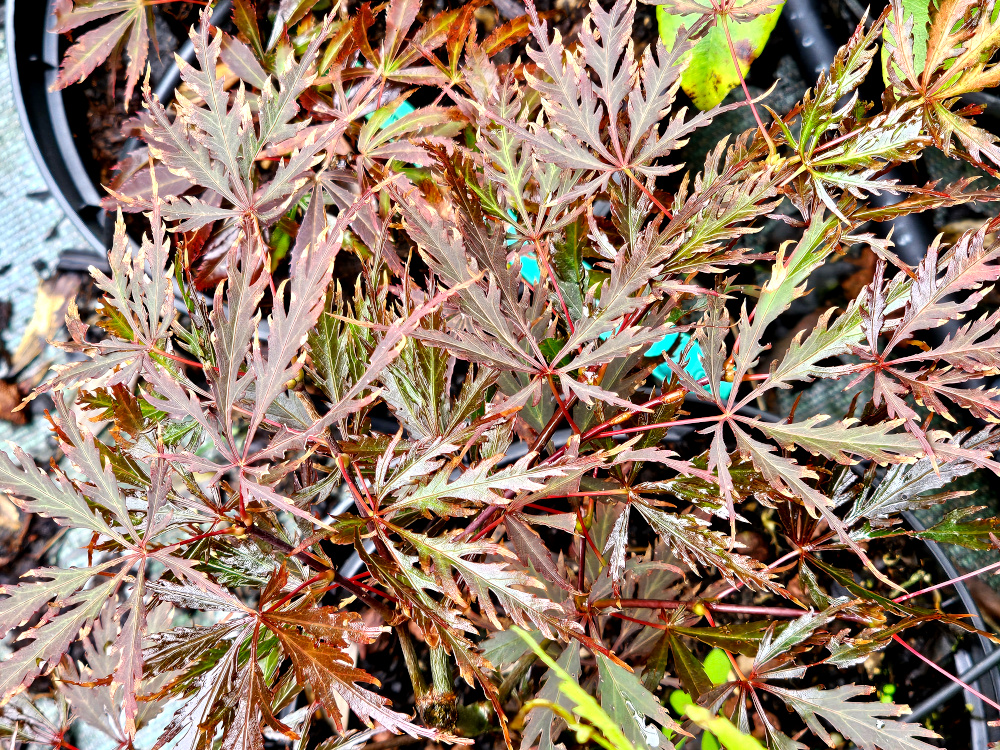 Acer palmatum 'Dissectum Tamukeyama ': Port pleureur un peu élancé d’environ 3 m de haut et 5 m de large à pousses vigoureuses en cascade. Les feuilles, rouge cramoisy au départ,  évoluent rapidement en violet foncé. C3L à 35€. HORT'IS VIRIDIOS