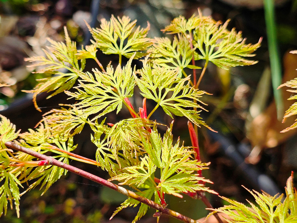Acer palmatum 'Dissectum Emerald lace ':  Erable à port en cascade; de 3 m de haut. par 3 m en larg.. Feuillage très finement ciselé , de couleur  vert jaune au printemps, vert soutenu en été. Enfin, il vire au rouge bordeaux en automne. C3l à 35€. HORT'IS VIRIDIOS