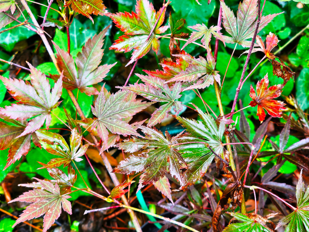 Acer palmatum 'Fireglow': Port arbustif, de forme semi-érigée à arrondie jusqu' à 4 m de haut. Feuillage palmé, pourpre au printemps, puis rouge orangé couleur feu à l'automne. Pétioles et samares rouges. Un des cultivars les plus contrasté. C3L à 35€. HORT'IS VIRIDIOS