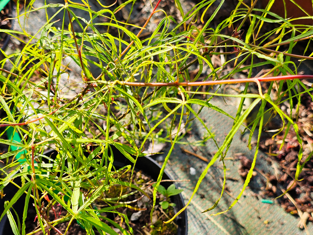 Acer palmatum 'Koto No Ino': a l'interface des groupes Palmatum et Linearilobum, 2,5 m de haut et à port élancé. Ses feuilles sont à 7 lobes, vert frais avec des lobes étroits différents de l’A. palmatum type. Couleurs automnale intenses C2 à 3L à 35€. HORT'IS VIRIDIOS