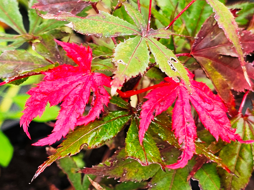 Acer palmatum 'O Kagami': Petit arbre de 4-5 m de hauteur. Excellent cultivar à feuilles violettes, profondément divisées, avec des lobes légèrement dentelés. La couleur tient bien en été et en automne tend à changer en cramoisi écarlate.C3L à 35€. HORT'IS VIRIDIOS