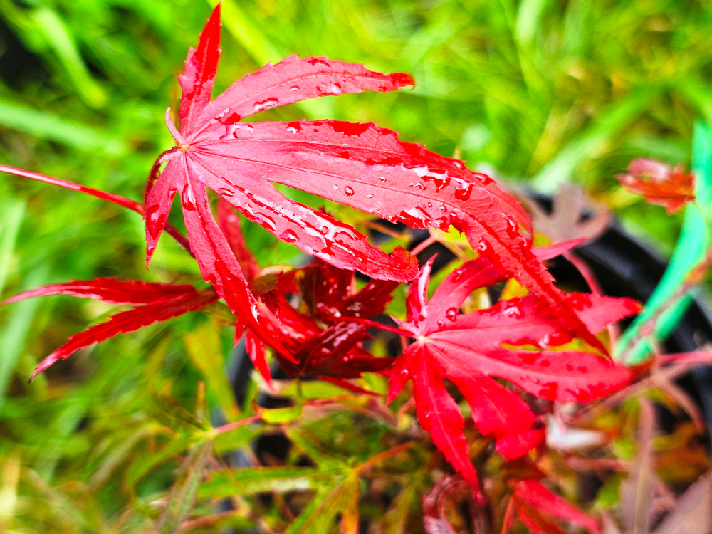 Acer palmatum 'Oregon Sunset': Port court et arbustif exceptionnel, pouvant atteindre 4-5 m. Feuilles d’un rouge brillant, profondément divisées en lobes étroits avec des marges qui se courbent légèrement vers le bas. Coloration d’automne intense. C3L à 3 HORT'IS VIRIDIOS