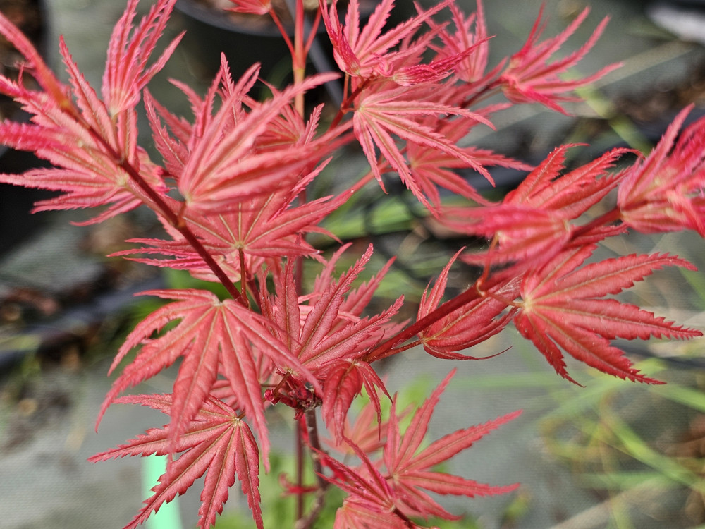Acer palmatum 'Phoenix': Petit arbre pouvant atteindre 4 à 5m, feuillage orange vif au printemps, souligné par ses nervures jaunes d’or. Puis, il devient vert en été. Il vire  jaune puis orange vif à rouge en automne. Un cultivar incontournable. C3L à 35€ HORT'IS VIRIDIOS