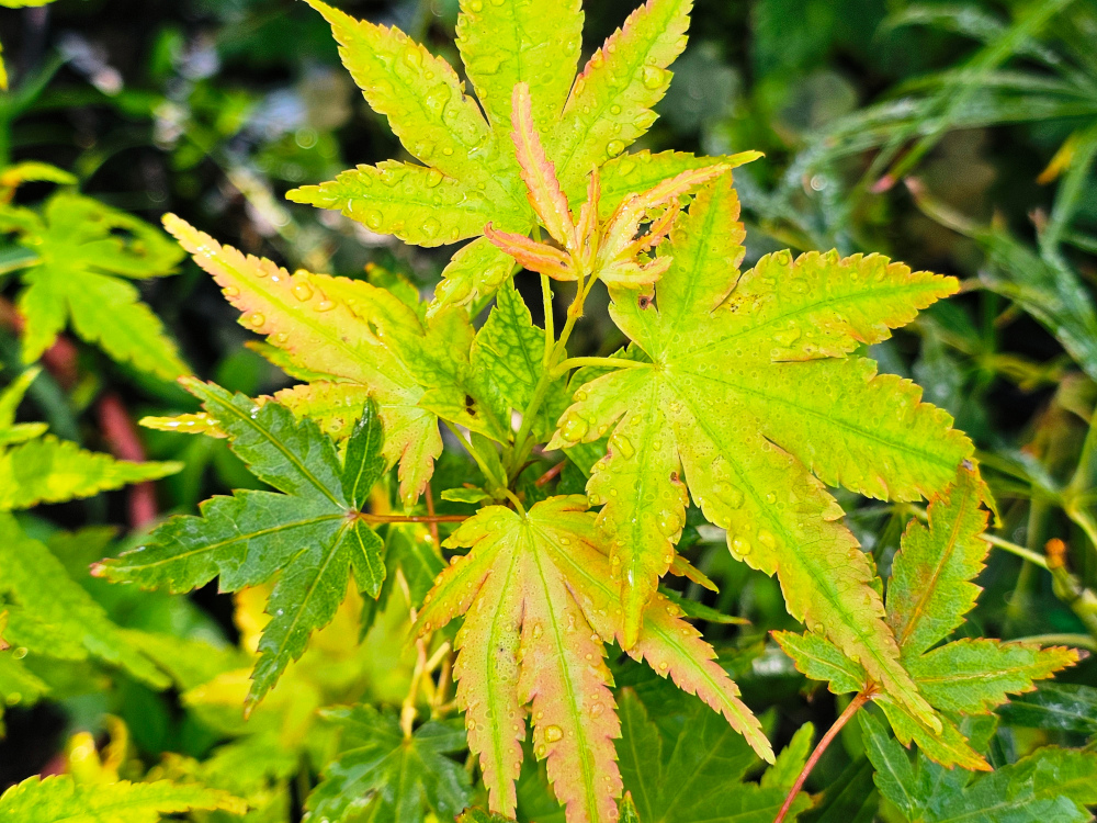 Acer palmatum 'Red Wood': Port élancé, cyme arrondie ‘ébouriffée’, 3,5m à 4m de haut. pour 2,50 à 3 m de larg. Feuilles à coloration évolutive:  Vert clair à jaunâtre au printemps, puis vert franc en été, et  jaune doré à orangé en automne. C3L à 35€. HORT'IS VIRIDIOS