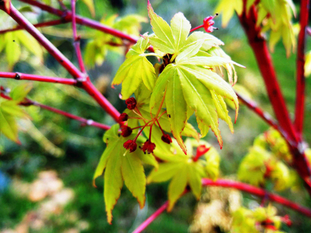 Acer palmatum 'Sangokaku': Port arborescent à hauteur de 8 m à 12 m, avec des branches d’un rouge corail en hiver presque absente en été. Feuilles à 5 lobes vertes fraîches puis jaune et attrayantes à l’automne. C3L à 35€. HORT'IS VIRIDIOS