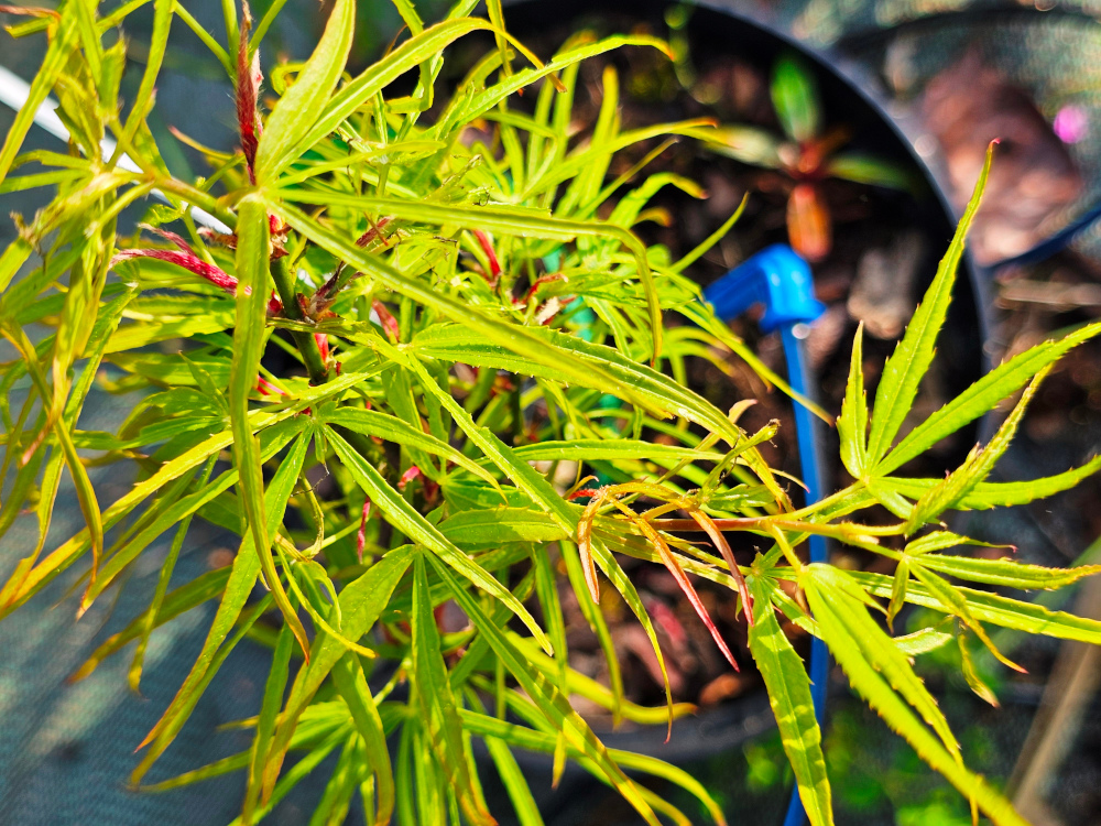 Acer palmatum 'Scolopendrium': Arbuste compact de 4 m ou plus, irrégulièrement ramifié. Feuilles de couleur bronze,  à lobes très étroits, avec quelques uns plus larges. Couleur d’automne d'un jaune attrayant. C’est le plus grand de son groupe. C3L à 35€. HORT'IS VIRIDIOS