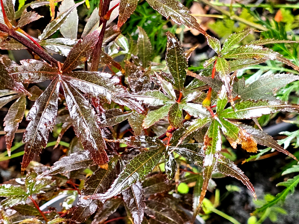 Acer palmatum 'Skeeter's Broom': Erable à petit développement à cime arrondie. 2 à 2.5 m de haut. . Feuillage dense rouge sang vif au printemps, puis pourpre bronze en été. Nouvelles pousses rouge vif. A l'automne, il vire au rouge écarlate. C3L à 35€. HORT'IS VIRIDIOS