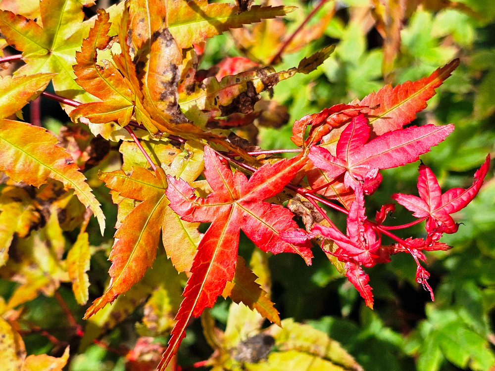 Acer palmatum 'Beni Maiko': Petit arbre caduc 3-4 m, aux feuilles palmées de couleur rouge vif au débourrement et au printemps, virant à la couleur verte en été et contrastées en automne. C3L à 35€. HORT'IS VIRIDIOS