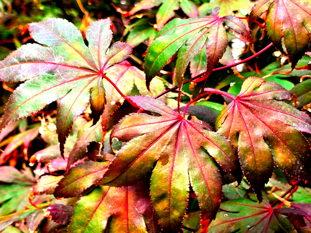 Acer palmatum 'Red Emperor': Petit arbre pouvant atteindre 4 à 5m, très résistant au climat chaud . Feuillage rouge violacé au départ voir même rouge intense en pleine lumière car il supporte une exposiion ensoleillée. C3L à 35€. . HORT'IS VIRIDIOS