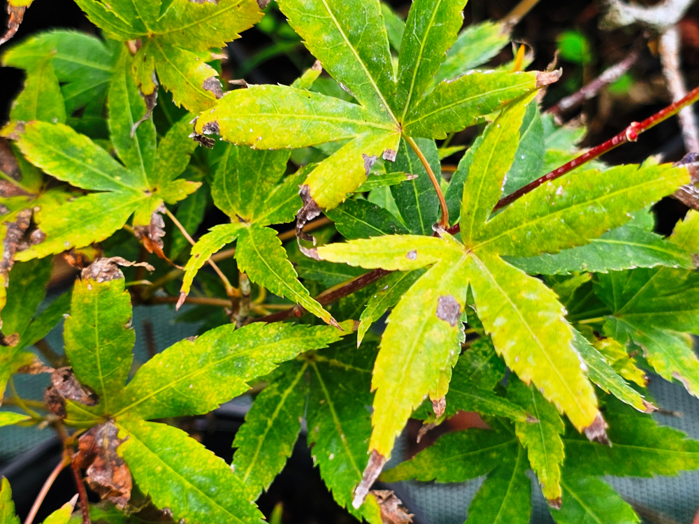 Acer palmatum 'Ryusen': Magnifique port retombant pour une hauteur de à 2 à 3 m. Feuilles lobées comme l’espèce type, vert jaunâtre au printemps devenant vert foncé en été puis rouge orangé en automne. C3l à 35€. HORT'IS VIRIDIOS