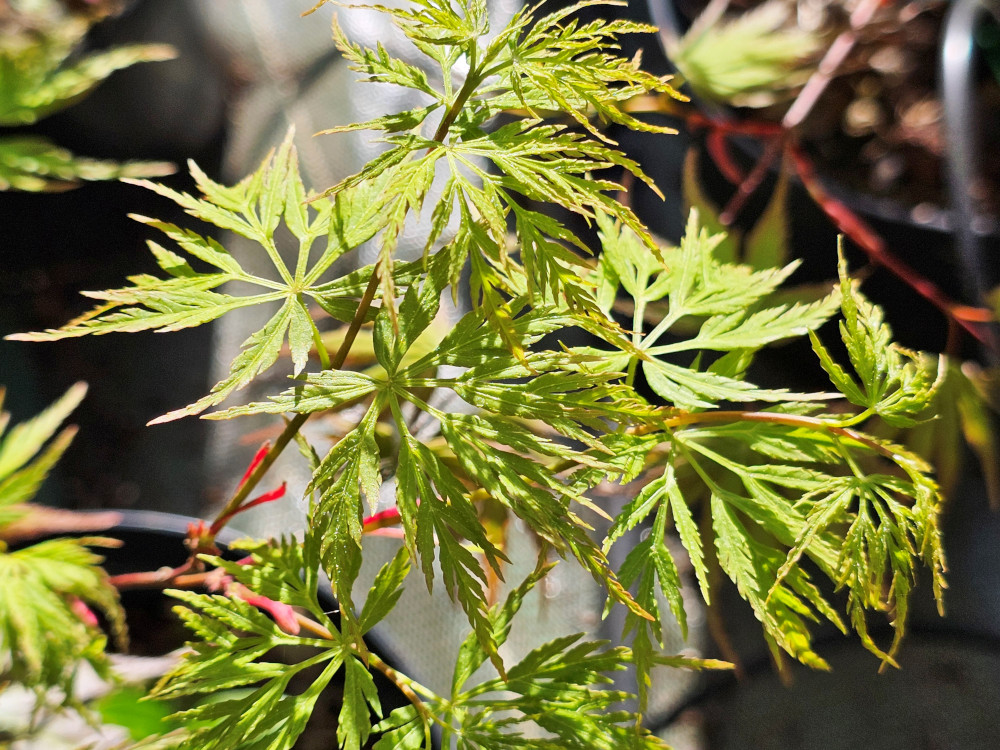 Acer palmatum 'Dissectum Seiryu':  Unique cultivar à croissance verticale avec des feuilles du groupe Dissectum. Petit arbre en forme de vase de 5 m de hauteur ou plus. Les feuilles sont vertes puis brun foncé violet à l’automne. C2 à 3L à 35 €.  HORT'IS VIRIDIOS
