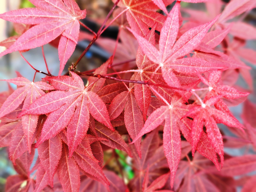 Acer palmatum ’Sumi Nagashi' est un cultivar au port vertical bien ramifié d’environ 4-5 m., à grandes feuilles violet foncé au printemps, devenant durablement marron foncé en été et cramoisi rouge en automne. C2 à 3L à 35€. HORT'IS VIRIDIOS