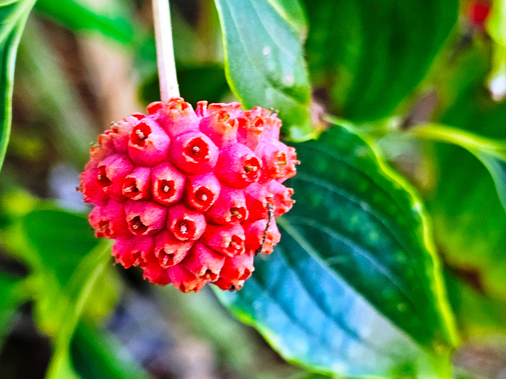 Cornus kousa 'Trinity Star' Cornacées : Le cornouiller ‘à fraises’ est une espèce horticole à hauteur de 3 à 5m. Intérêt biodiversité : Floraison printanière insolite et fructification estivale comestible. C3l à 25 €. HORT'IS VIRIDIOS
