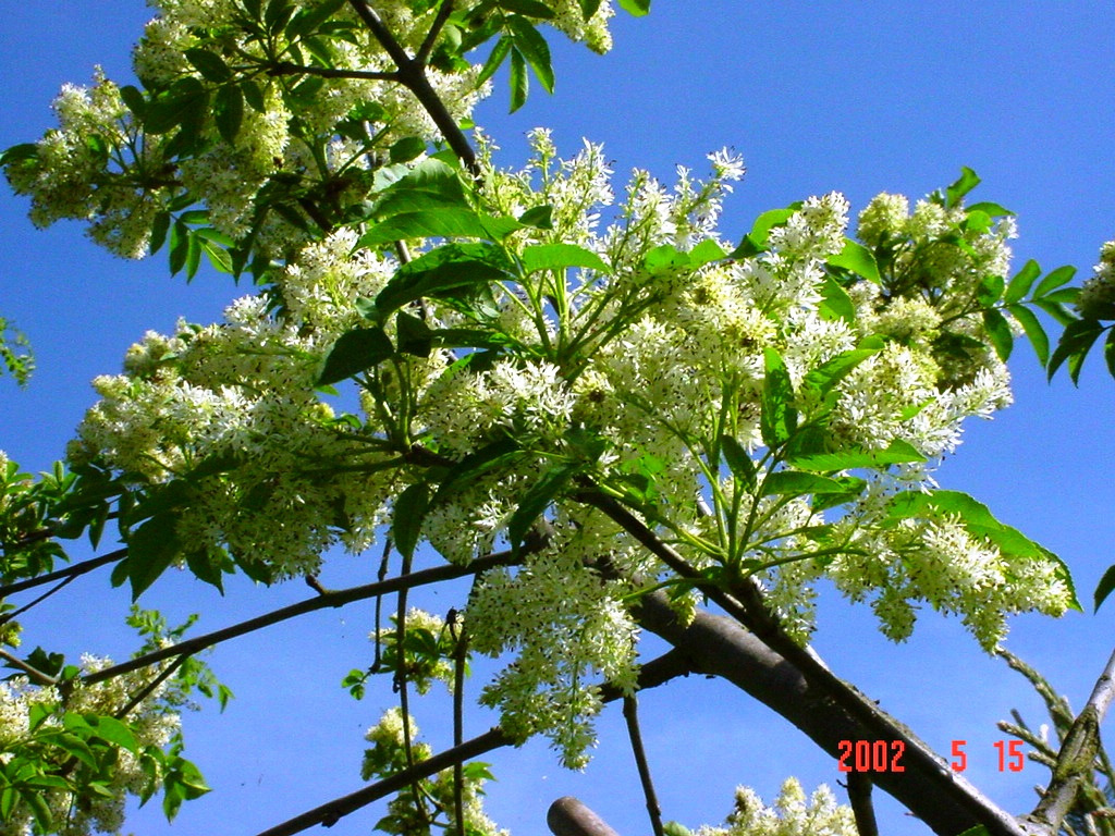  Fraxinus excelsior, frêne à fleurs , Oléacées :  8-1O m de haut., à cyme arrondie. Feuilles composées de 15- 20 cm de long., à 7-9 folioles. Floraison remarquable en grappes blanchâtres d'odeur fade. Utilisé seul ou groupé sur petits espaces .C3L à 23€. HORT'IS VIRIDIOS