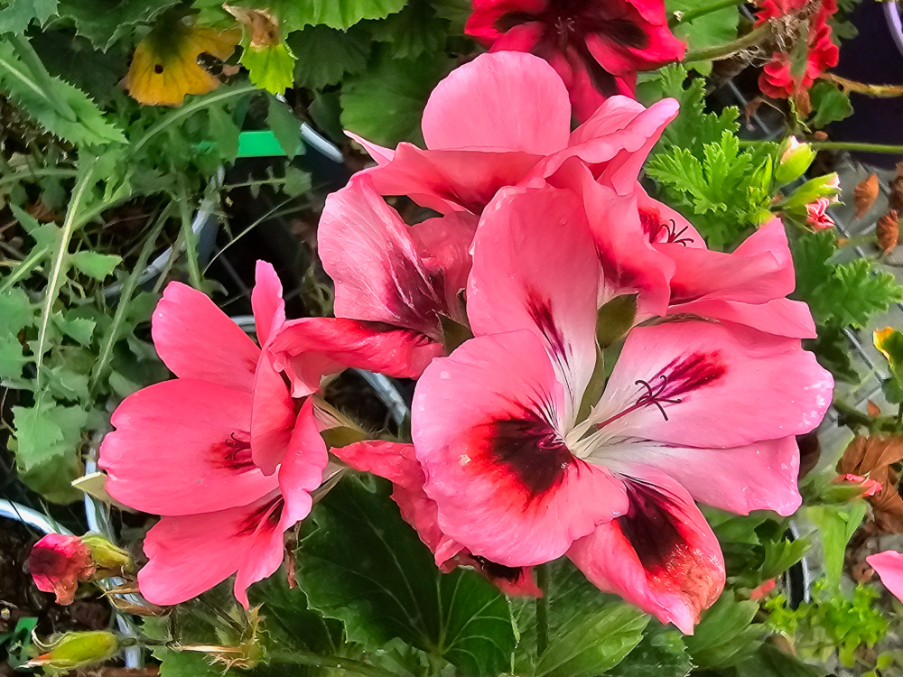 Pelargonium 'Eclaireur': Il fait partie de la catégorie des 'géraniums' « Régal » dit royaux à grandes fleurs chez nos amis britanniques. Très florifère et couleurs contrastées, godets de 8 ou 10 à 8€. Sur commande pour mise en culture. HORT'IS VIRIDIOS