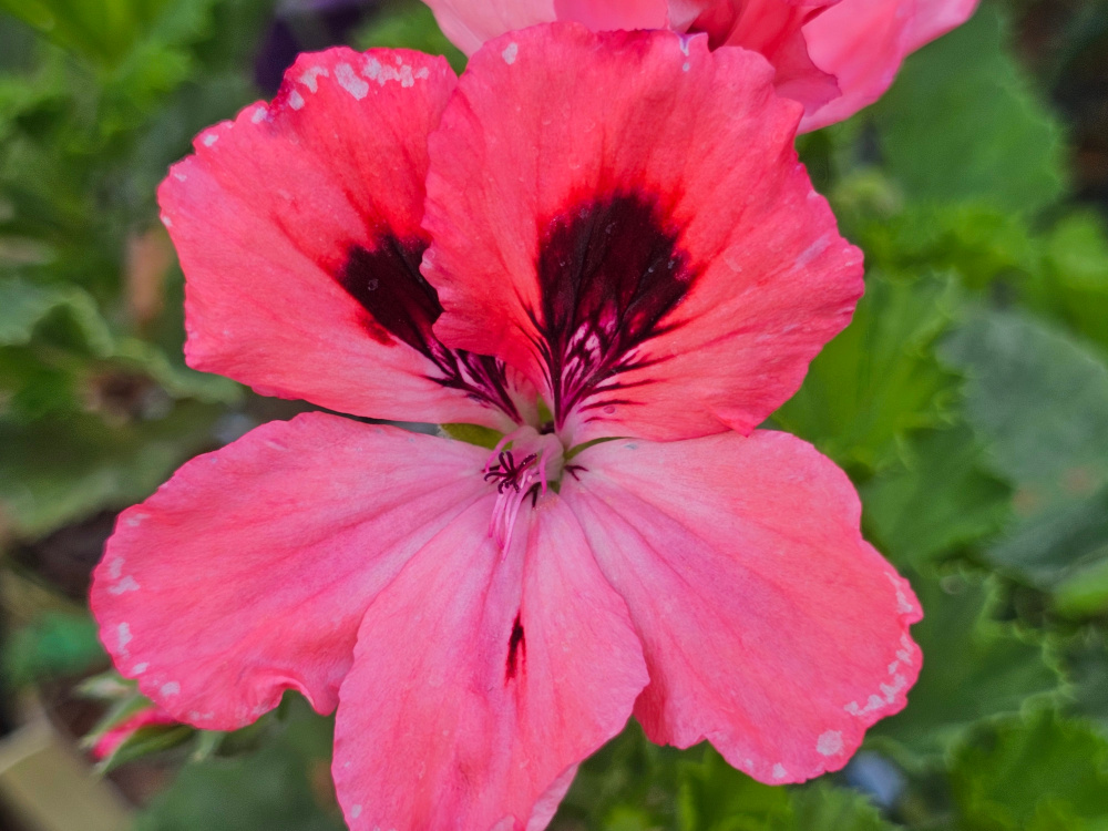 Pelargonium 'Le Biniou': Il fait partie de la catégorie des 'géraniums des fleuristes à grandes fleurs' « Régal » dit royaux à grandes fleurs chez nos amis britanniques. Peu en stock, godets de 8 ou 10 à 8€. Sur commande pour mise en culture. HORT'IS VIRIDIOS