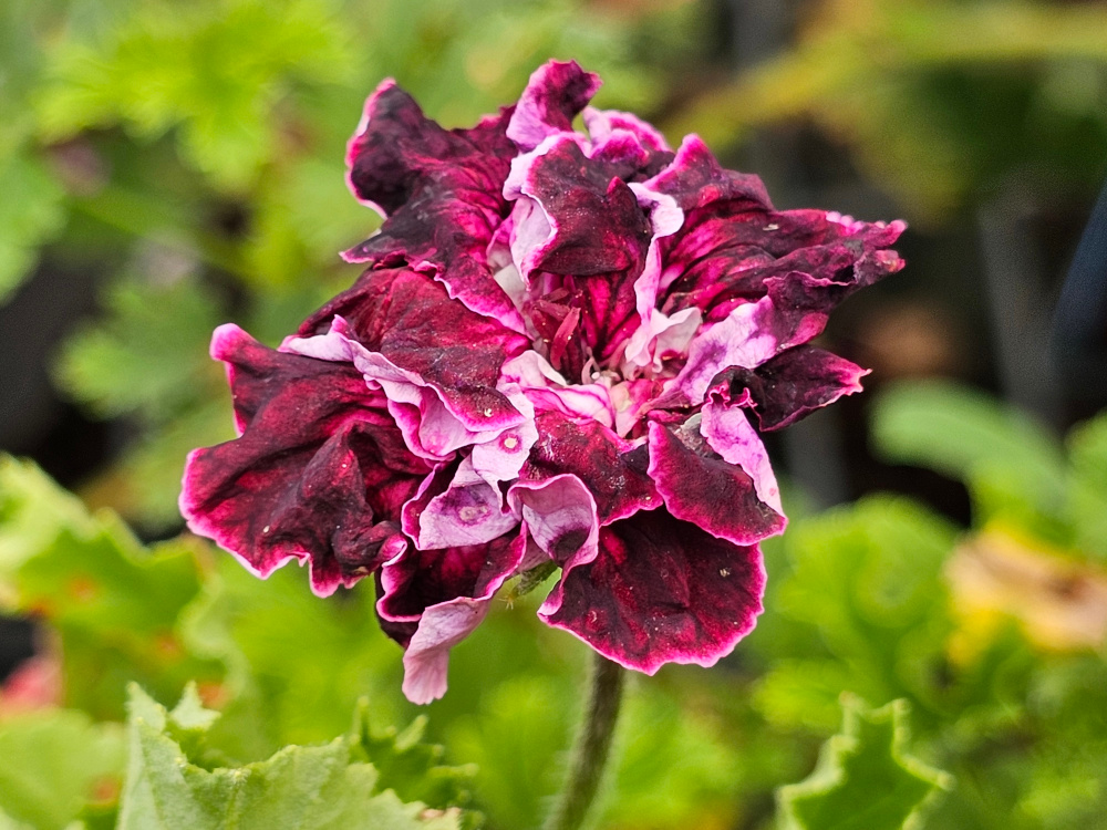 Pelargonium 'Machiones Of Beauty' qui peut se classer dans la catégorie à ‘fleurs  insolites à taille moyenne ’ avec un port arbustif. Densité florale correcte et couleurs contrastées. God. de 8 ou 10 à 8€. disponibilité faible, poss. de mise en culture. HORT'IS VIRIDIOS