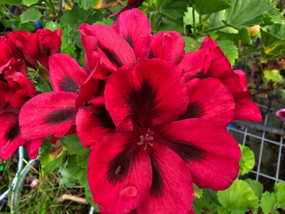 Pelargonium 'Dubonnet' qui peut se classer dans la catégorie à ‘fleurs insolites à taille moyenne ’ avec un port arbustif. Densité florale correcte et couleurs contrastées. God. de 8 ou 10 à 8€. disponibilité faible, poss. de mise en culture. HORT'IS VIRIDIOS