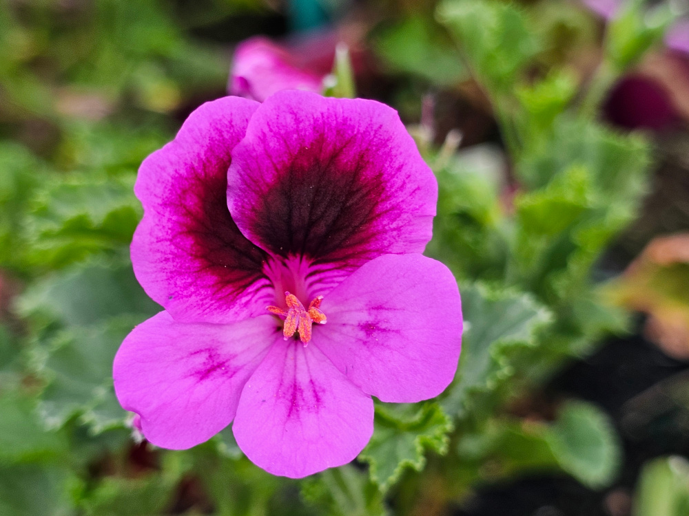 Pelargonium 'Jupiter' qui peut se classer dans la catégorie à ‘fleurs moyenne en taille ’ avec un port arbustif. florifère avec une densité florale correcte et couleurs contrastées. . God. de 8 ou 10 à 8€. HORT'IS VIRIDIOS