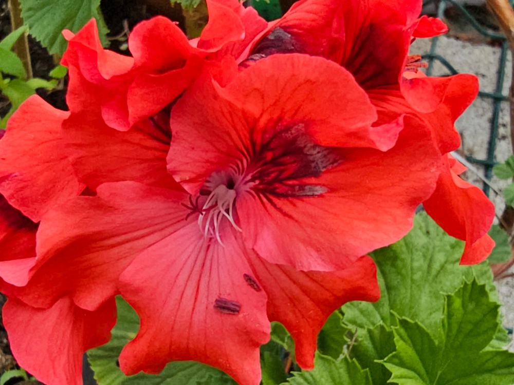 Pelargonium 'Mephisto': Il fait partie de la catégorie des 'géraniums' « Régal » dit royaux à grandes fleurs chez nos amis britanniques. godets de 8 ou 10 à 8€. Sur commande pour mise en culture. HORT'IS VIRIDIOS