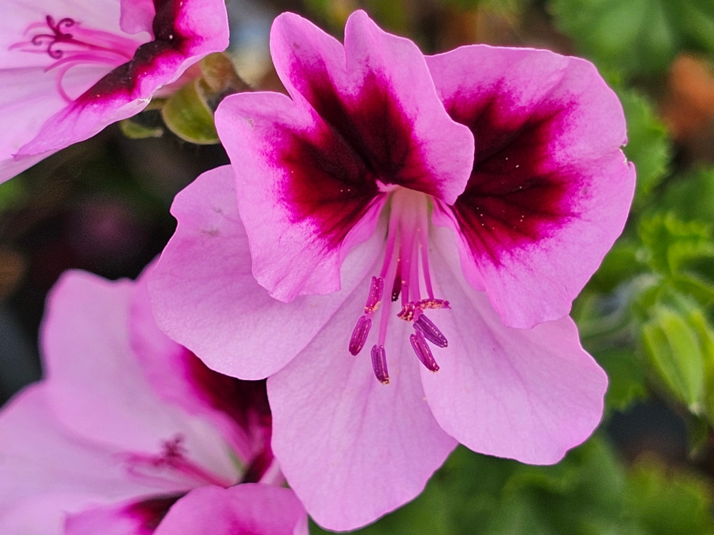 Pelargonium 'Catford Bell' qui peut se classer dans la catégorie à ‘petites fleurs’ avec un développement en touffe dense. florifère avec une forte densité florale qui le rend très attirant . God. de 8 ou 10 à 8€.  HORT'IS VIRIDIOS