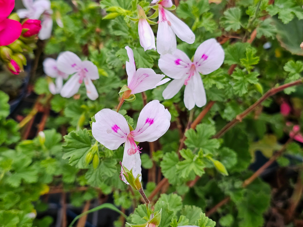Pélargonium 'Giants Fleurs' qui peut se classer dans la catégorie X domesticum à ‘petites fleurs’ avec un développement végétatif en touffe dense. A cultiver en massif au premier plan, potée fleurie et jardinière. Godet 8 ou 10 à 8€. HORT'IS VIRIDIOS