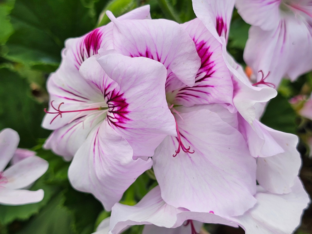 Pelargonium 'Mikado': Il fait partie de la catégorie des 'géraniums des fleuristes à grandes fleurs' « Régal » dit royaux à grandes fleurs chez nos amis britanniques. Peu en stock, godets de 8 ou 10 à  8€. Sur commande pour mise en culture. HORT'IS VIRIDIOS