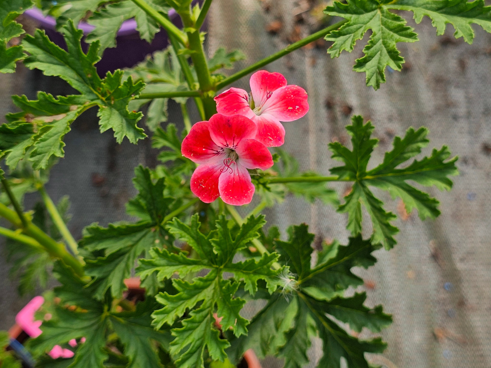 Pelargonium  'Rose Unique': Port buissonnant 60-80cm, Feuilles typiques du groupe. Fleurs simples à couleurs proches du cultivar 'Lirique'. Peu d'exemplaires, mise en culture sur demande. God. diam. 8 à 10 à 8€. HORT'IS VIRIDIOS