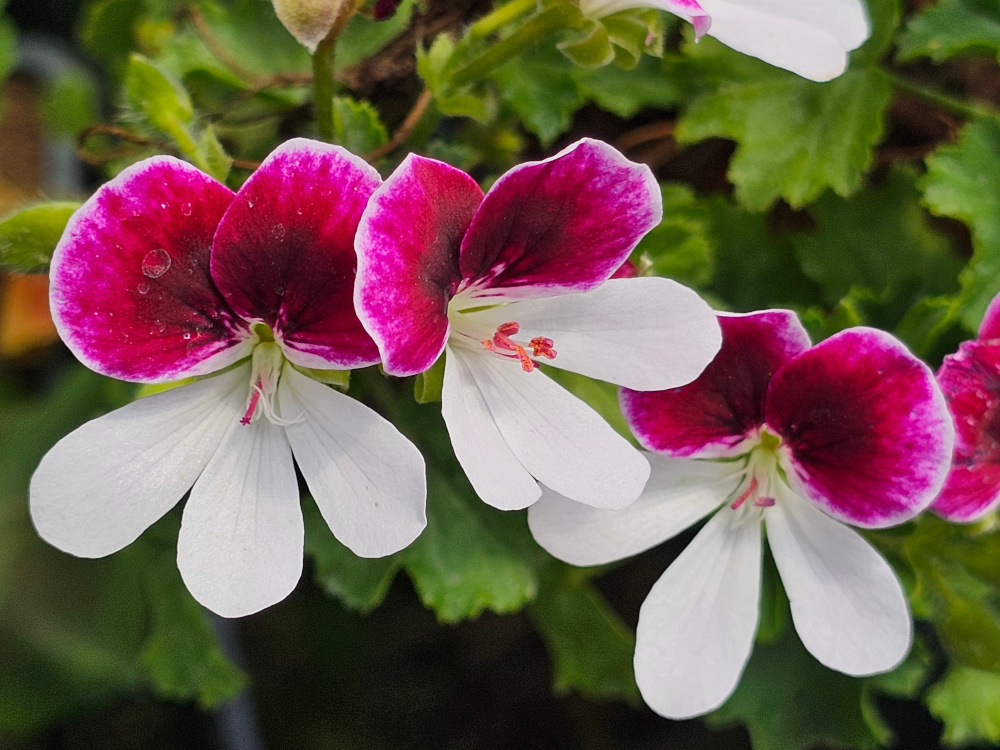 Pelargonium 'Pelargonium Angeleyes 'Bicolor' qui peut se classer dans la catégorie à ‘petites fleurs ’ avec un port arbustif. florifère avec une forte densité florale et couleurs contrastées. God. de 8 ou 10 à 6 €. HORT'IS VIRIDIOS