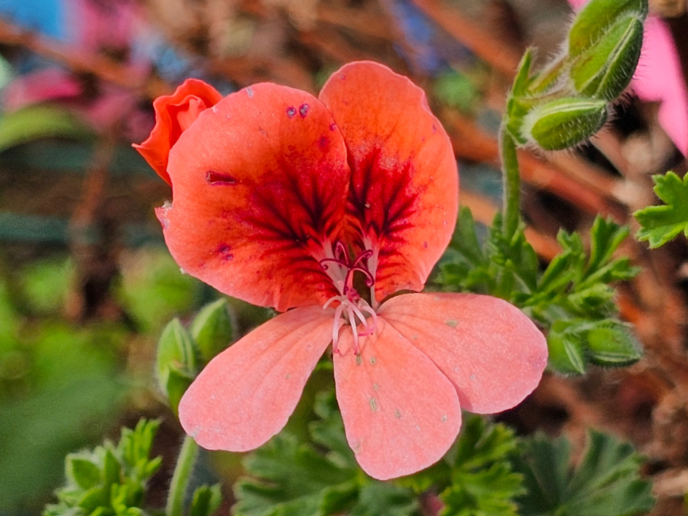 Pelargonium 'Pelargonium Angeleyes: qui peut se classer dans la catégorie à ‘petites fleurs ’ avec un port arbustif. florifère avec une forte densité florale et couleurs contrastées. God. de 8 ou 10 à 6 €. HORT'IS VIRIDIOS