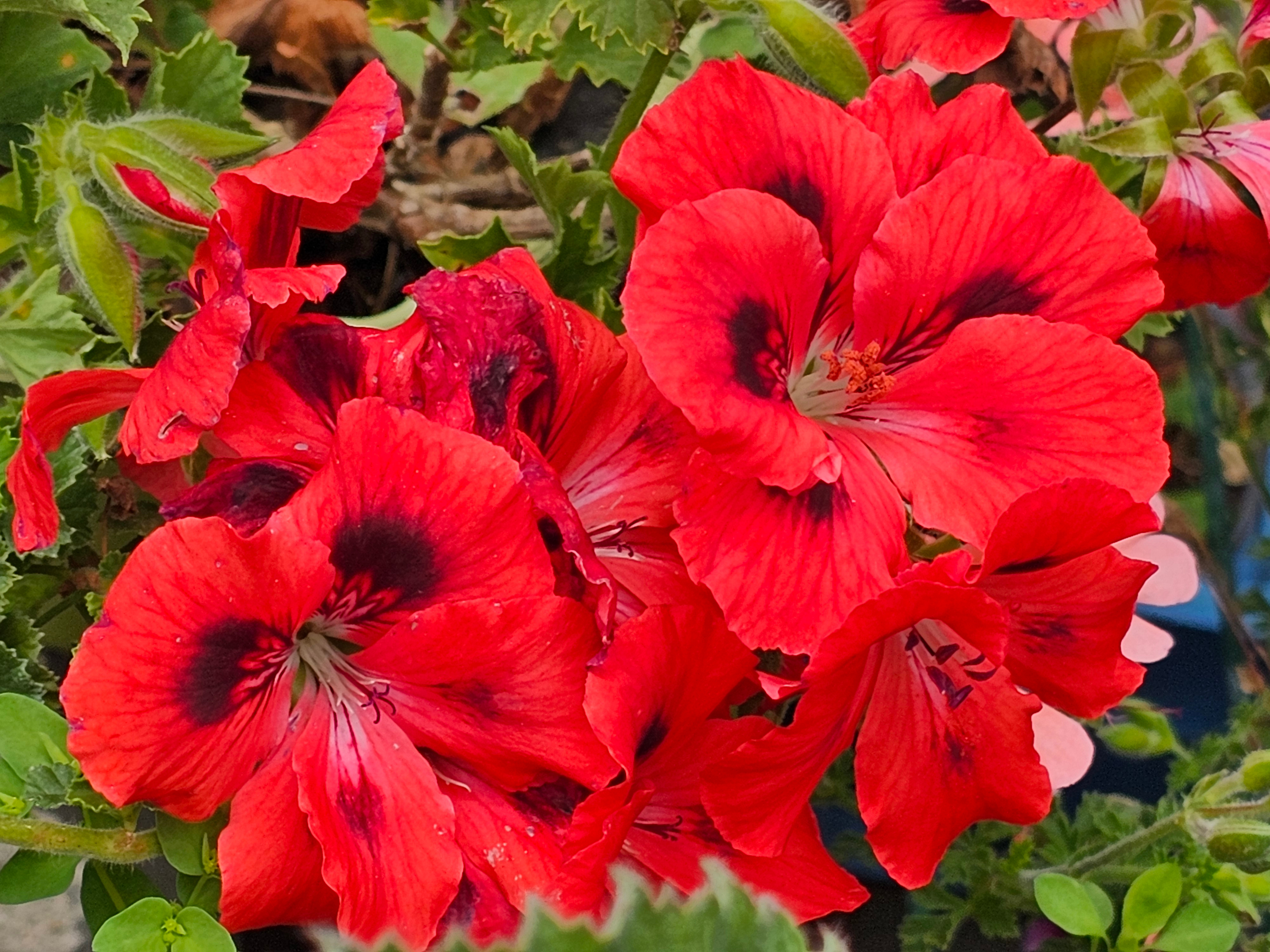 Pelargonium 'Polka': Il fait partie de la catégorie des 'géraniums' « Régal » dit royaux à grandes fleurs chez nos amis britanniques. Très florifère  et couleurs contrastées, godets de 8 ou 10 à 8€. Sur commande pour mise en culture. HORT'IS VIRIDIOS