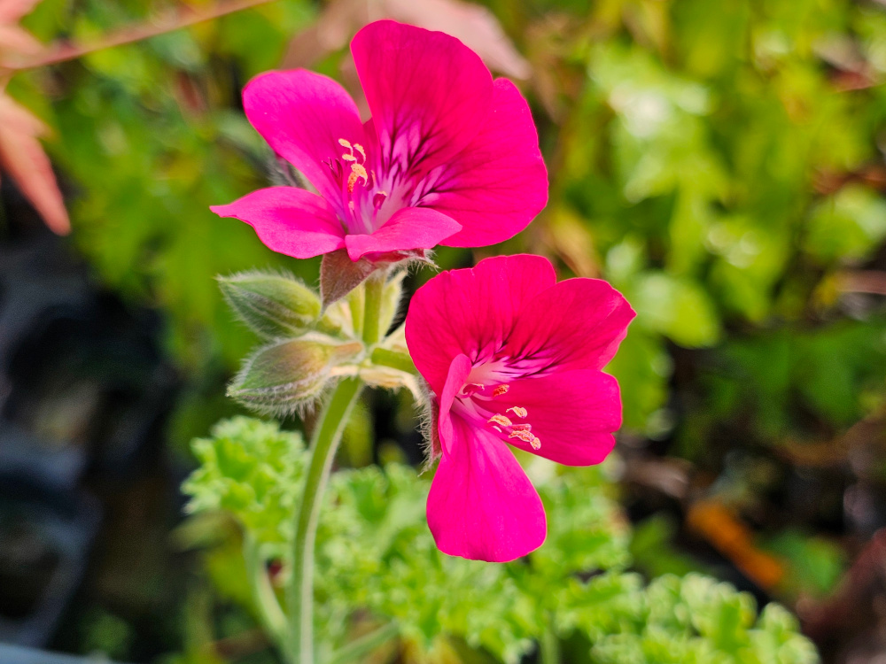 Pelargonium'Rollinson Unique': Port buissonnant, Feuilles lobées, découpées et frisées. florifères à fleurs simples  à couleur violettes pourpre. Peu d'exemplaires, mise en culture sur demande. God. diam. 8 à 10 à 8€. HORT'IS VIRIDIOS