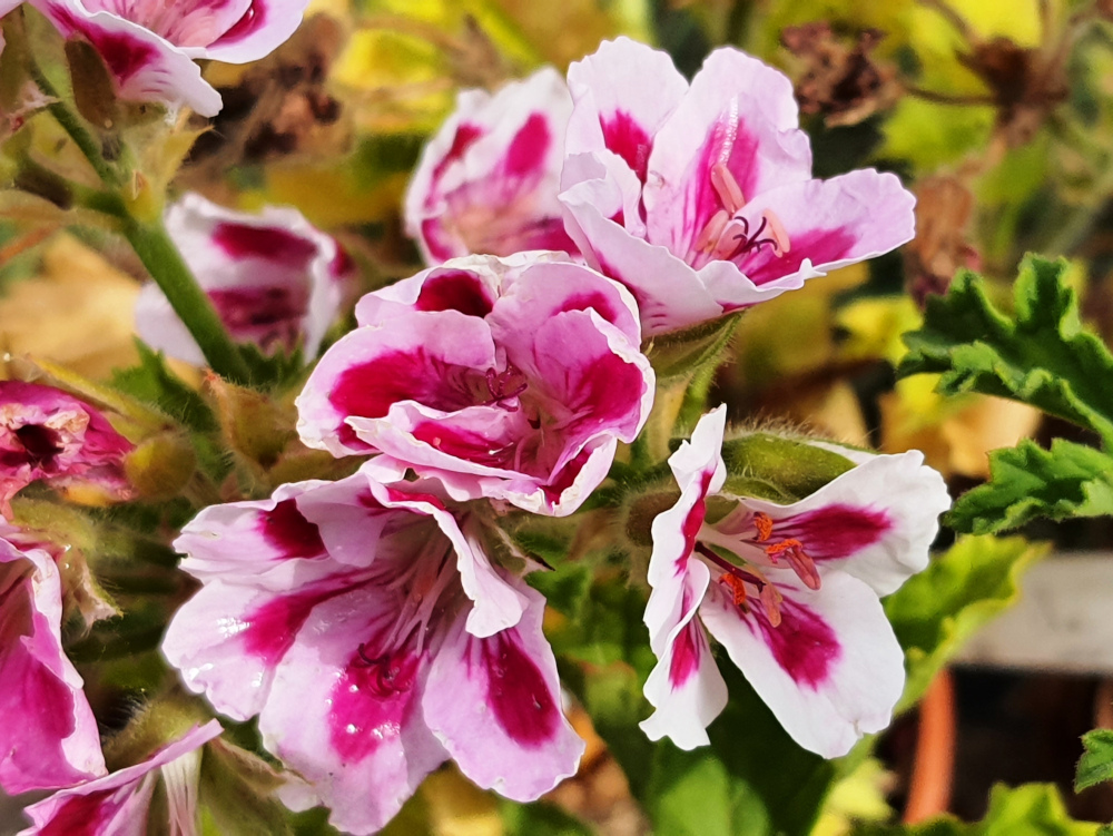 Pelargonium Unique 'Aldebaran': Port trapu et hauteur 20 à 30cm. Petites feuilles simples , faiblement lobées et découpées. Fleurs simples à couleurs contrastées. Mise en culture sur demande. God. diam. 8 à 10 à 8€. HORT'IS VIRIDIOS