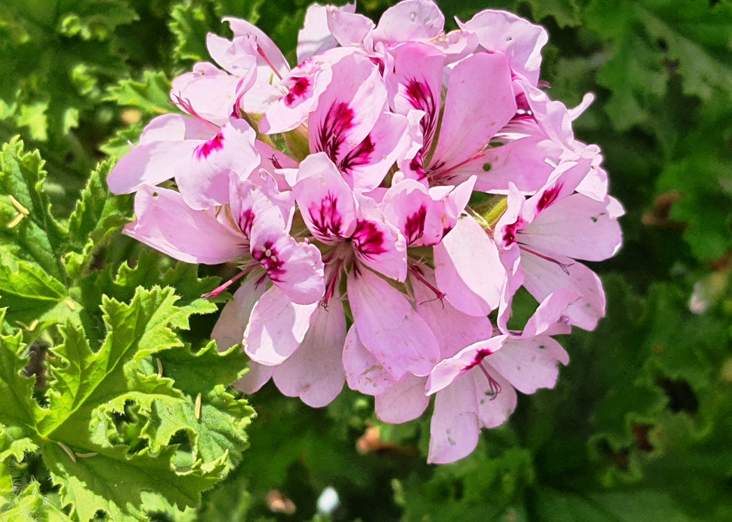 Pelargonium Unique 'Copthorn' : Odeur d'épices, port buissonnant, Feuilles lobées et découpées. florifères à fleurs simples contrastées en couleur. Peu d'exemplaires.Mise en culture sur demande. diam. 8 à 10 à 8€. HORT'IS VIRIDIOS