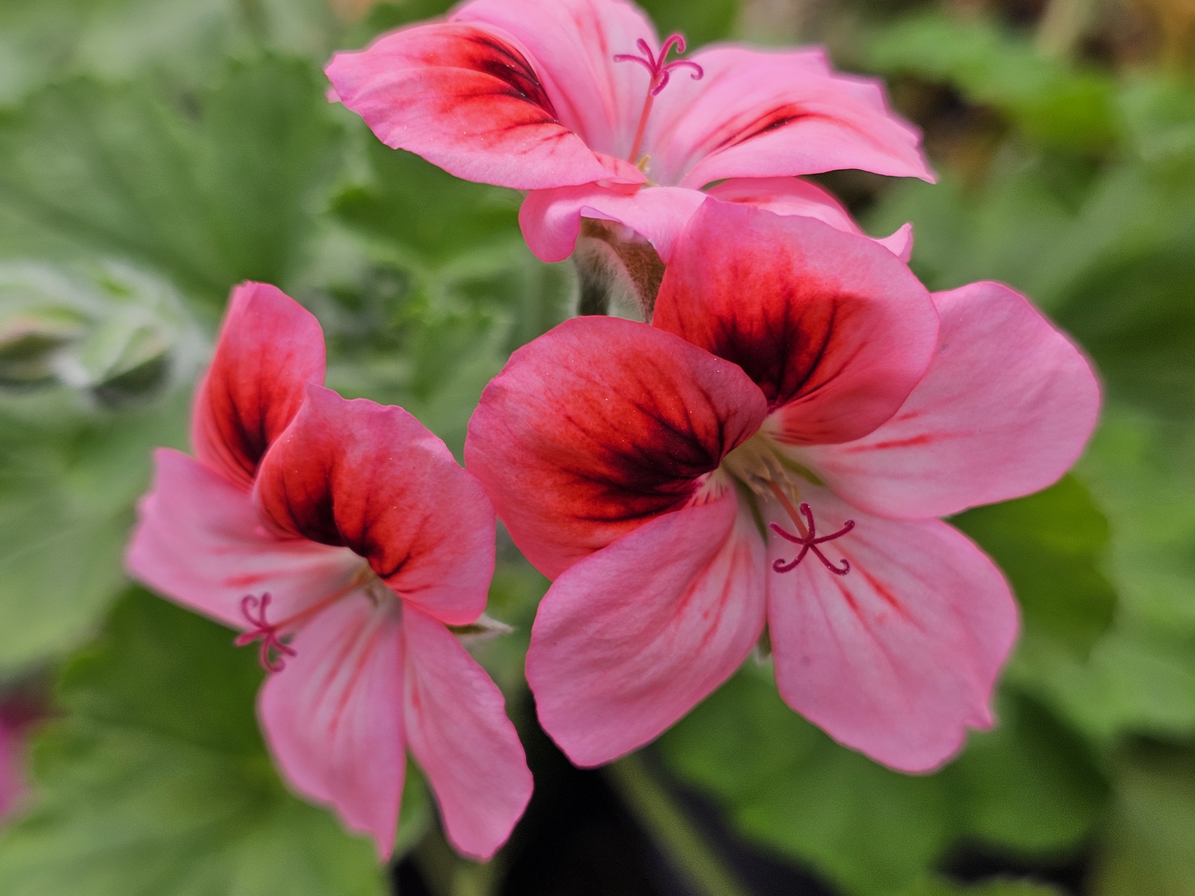 Pelargonium Unique 'Hula' :  Port buissonnant, Feuilles simples , lobées et découpées. Fleurs simples à couleurs contrastées. Mise en culture sur demande. God. diam. 8 à 10 à 8€. HORT'IS VIRIDIOS