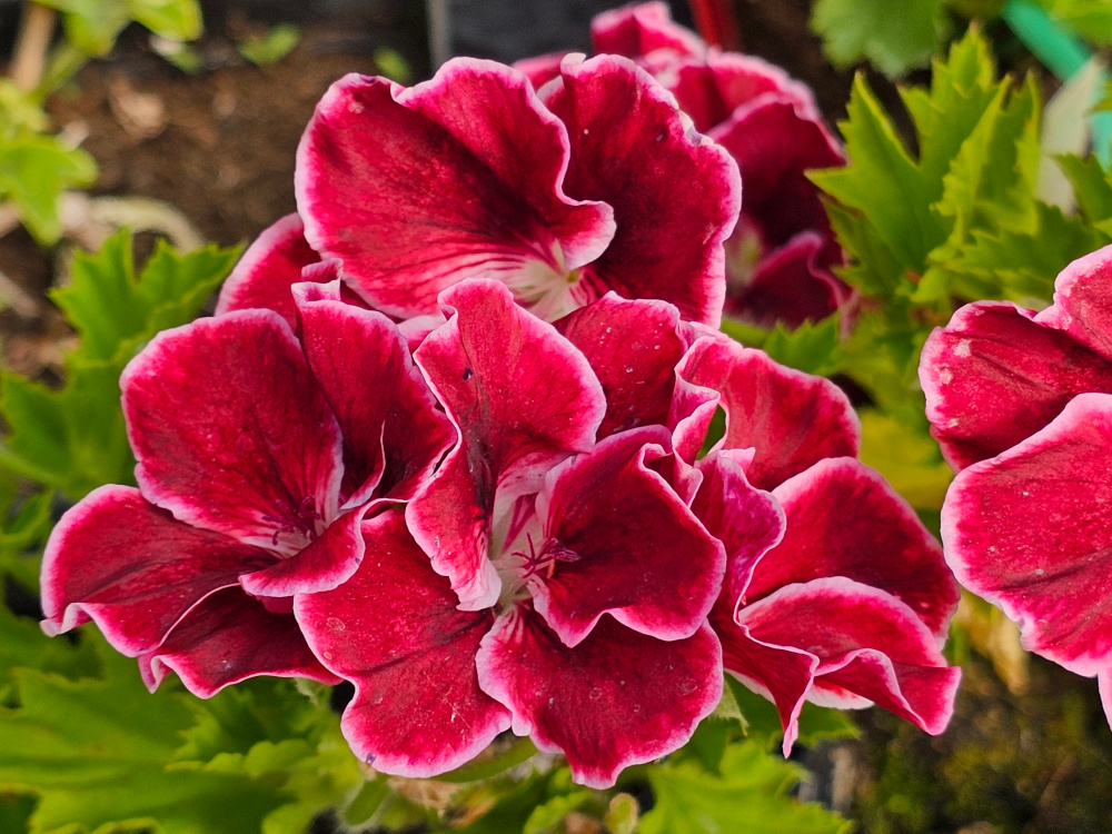 P X dom.'Peggy Sue': Ancien Pélargonium horticole de collection du groupe des hybrides domesticum de taille petite à moyenne 30 à 60 cm.Florifère et remontant après taille. Comparable au charme des inflorescences d’hibiscus. God. de 8 ou 10 à 8€.  HORT'IS VIRIDIOS