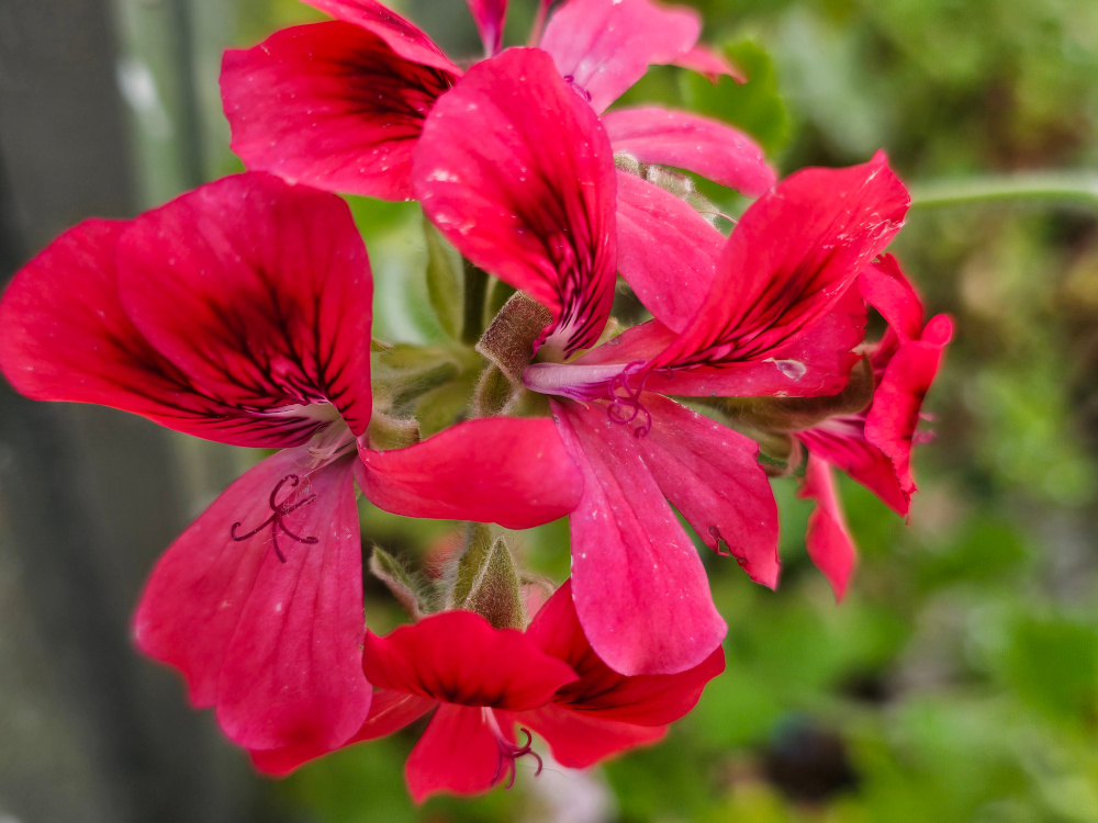 Pelargonium Unique 'Schrulland Pet' : Port buissonnant 60-80cm, Feuilles typiques du groupe. Florifère avec fleurs simples à couleurs rouge rose et veinées sur pétales sup.. Peu d'exemplaires, mise en culture sur demande. God. diam. 8 à 10 à 8€. HORT'IS VIRIDIOS